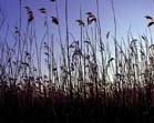 Затерянные в тросниках